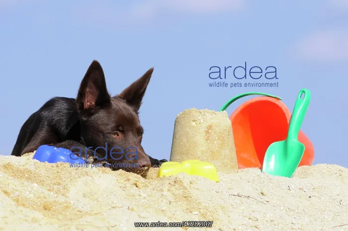 : Australian Kelpie puppy, chocolate coloured, lying : Australian Kelpie puppy, chocolate coloured, lying