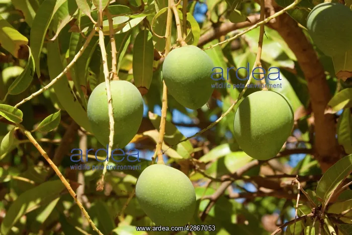 : Australian Kensington Mango - immature mango fruits : Australian Kensington Mango - immature mango fruits
