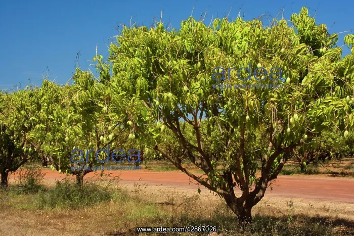 : Australian Kensington Mango - orchard with immature : Australian Kensington Mango - orchard with immature