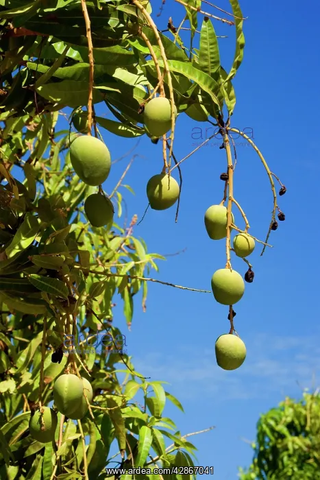 : Australian Kensington Mango - orchard with immature : Australian Kensington Mango - orchard with immature