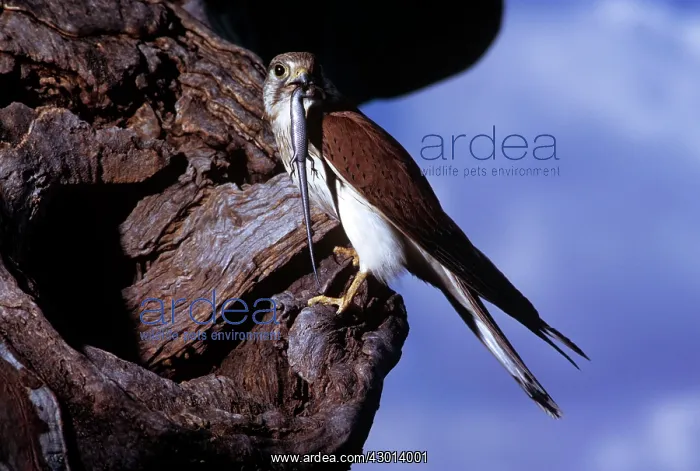 : Australian Kestrel : Australian Kestrel