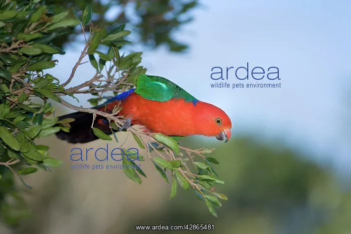: Australian King Parrot : Australian King Parrot