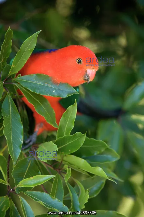 : Australian King Parrot : Australian King Parrot