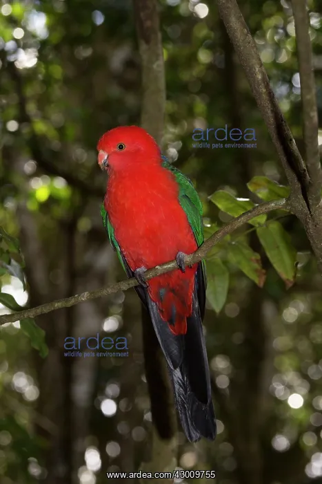 : Australian King Parrot : Australian King Parrot