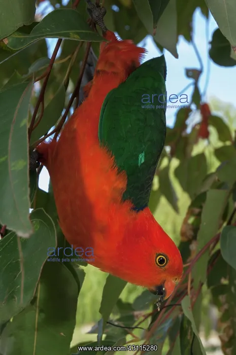 : Australian King Parrot : Australian King Parrot