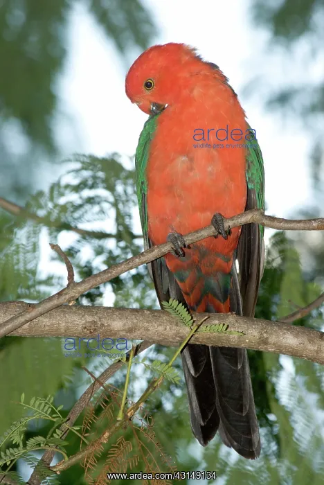  : Australian King Parrot