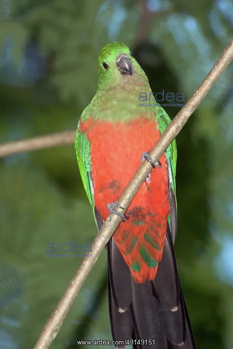 : Australian King Parrot : Australian King Parrot