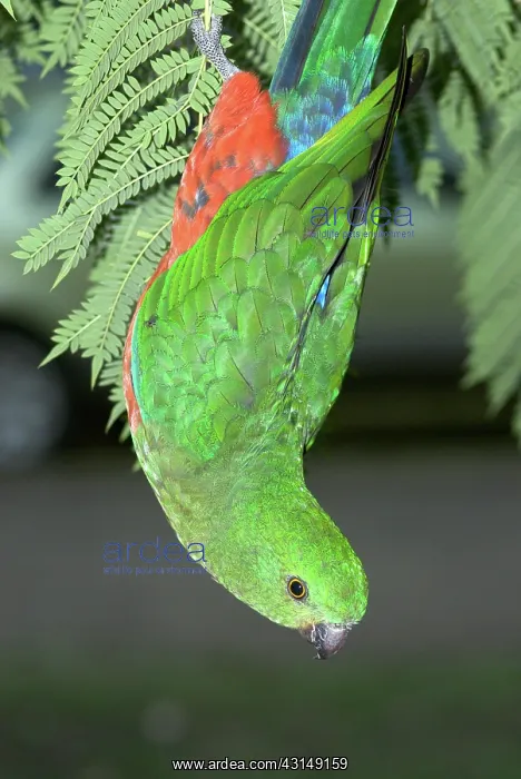 : Australian King Parrot : Australian King Parrot