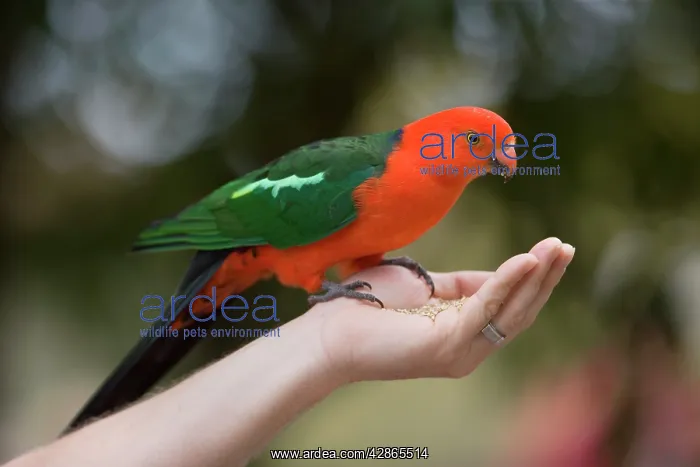 : Australian King Parrot - adult male sits on the : Australian King Parrot - adult male sits on the