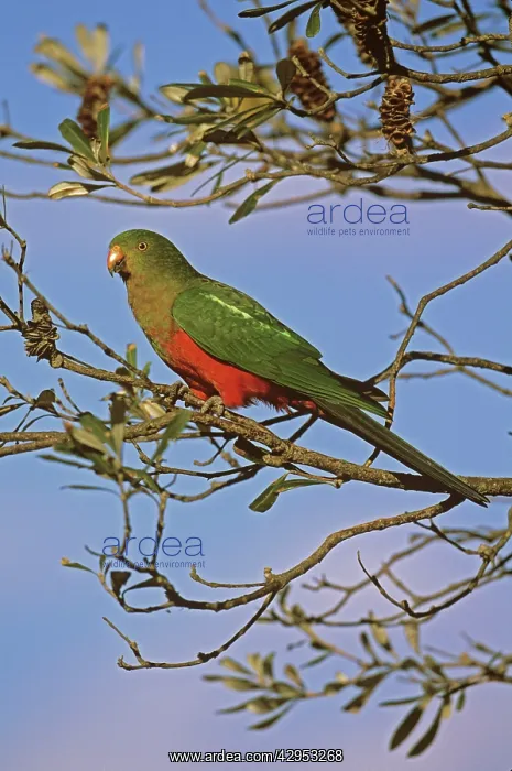 : Australian King Parrot - female : Australian King Parrot - female