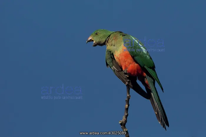 : Australian King Parrot female calling from a tree top : Australian King Parrot female calling from a tree top