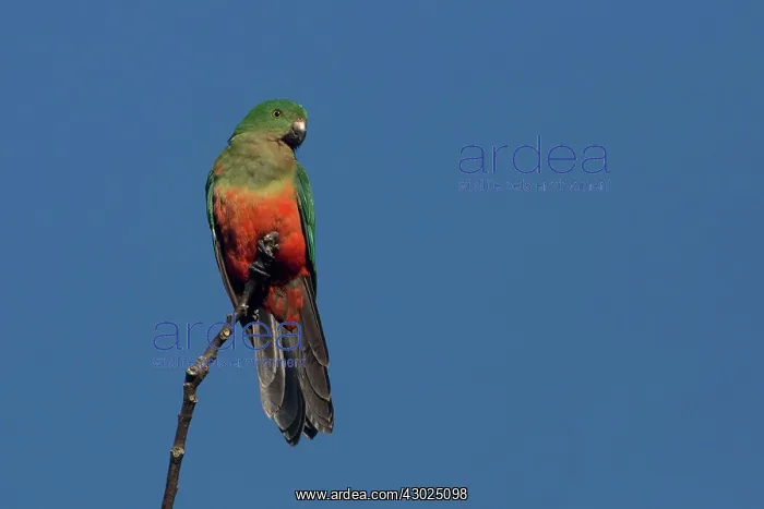 : Australian King Parrot female perched on a tree top A : Australian King Parrot female perched on a tree top A