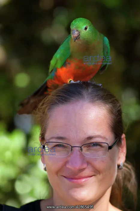 : Australian King Parrot - female sits on the head : Australian King Parrot - female sits on the head