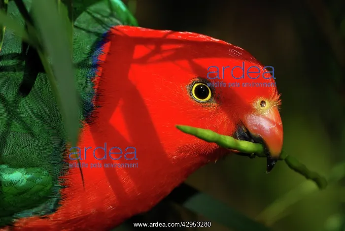 : Australian King Parrot / King-Parrot - feeding : Australian King Parrot / King-Parrot - feeding