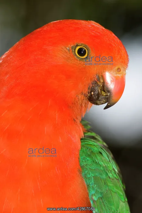 : Australian King Parrot. male : Australian King Parrot. male
