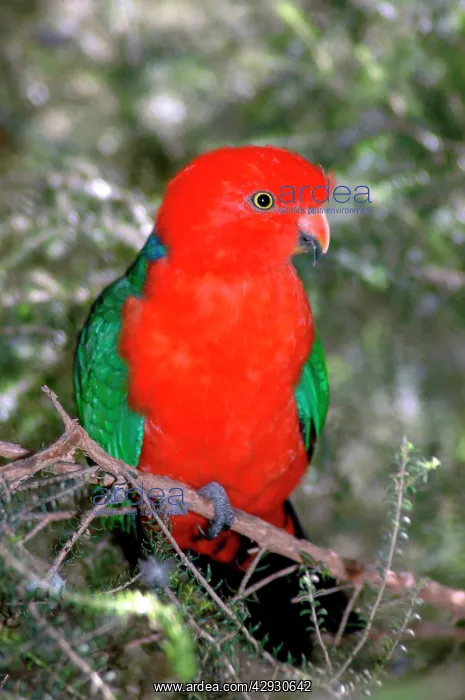 : Australian King-Parrot male : Australian King-Parrot male