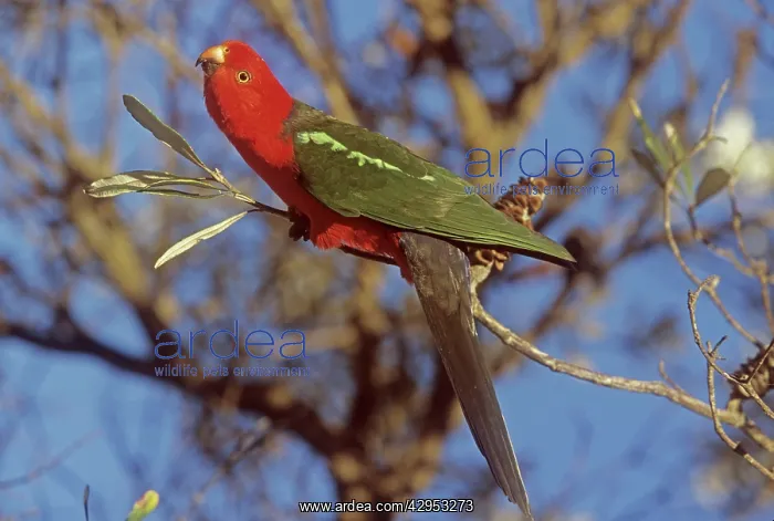 : Australian King Parrot - male : Australian King Parrot - male