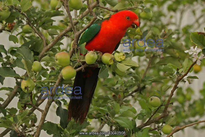  : Australian King Parrot male