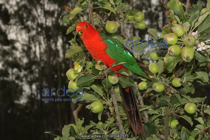 : Australian King Parrot male : Australian King Parrot male