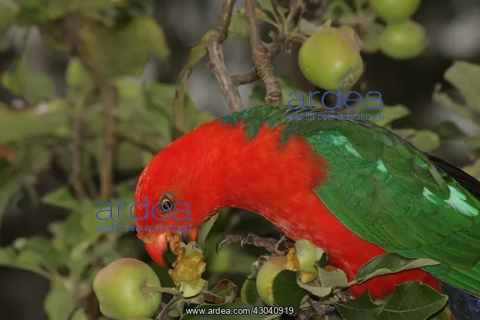 : Australian King Parrot male : Australian King Parrot male