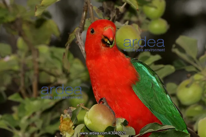 : Australian King Parrot male : Australian King Parrot male