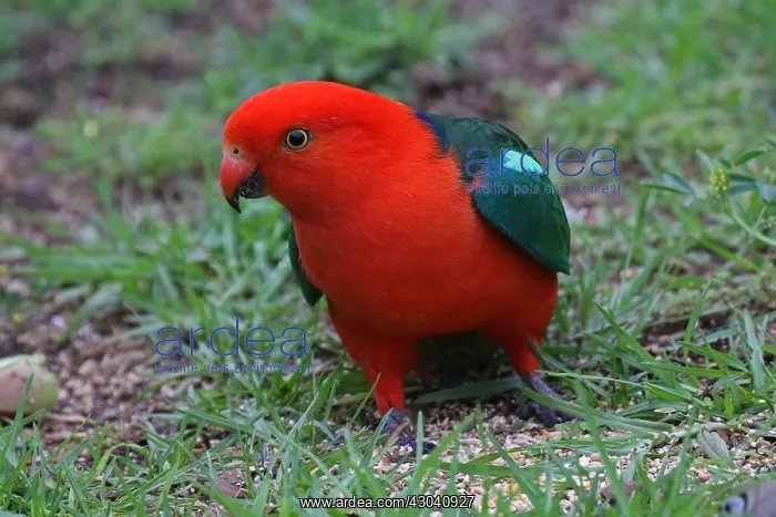 : Australian King Parrot male : Australian King Parrot male