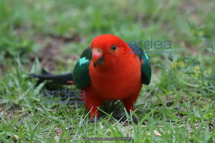 : Australian King Parrot male : Australian King Parrot male