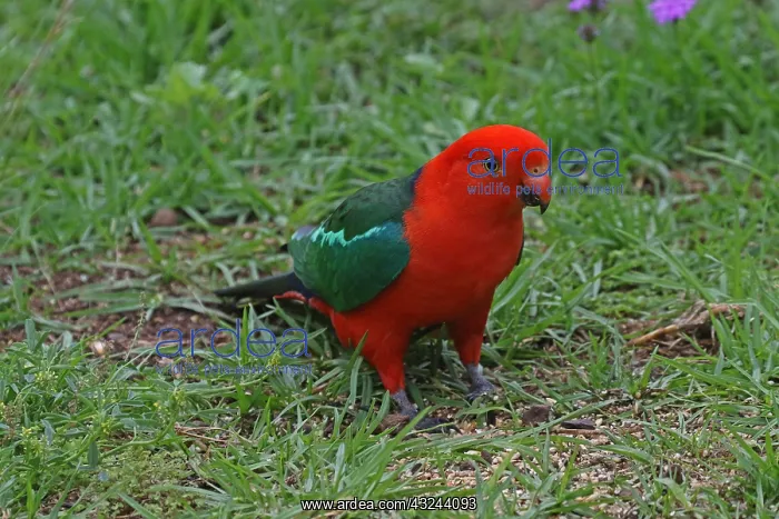 : Australian King Parrot male : Australian King Parrot male