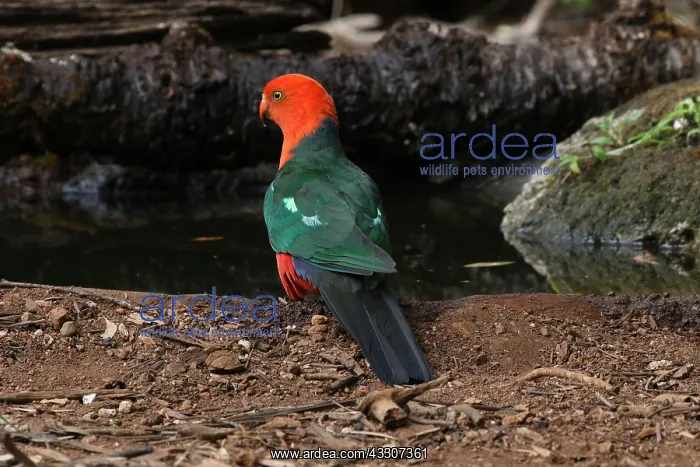 : Australian King Parrot male : Australian King Parrot male