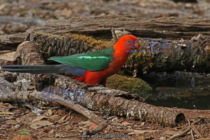 : Australian King Parrot male : Australian King Parrot male