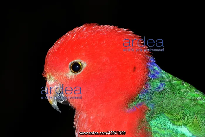 : Australian king parrot, male, captive specimen : Australian king parrot, male, captive specimen