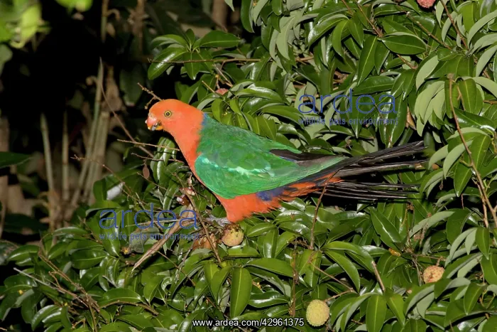 : Australian King Parrot - male - feeds on fruit : Australian King Parrot - male - feeds on fruit