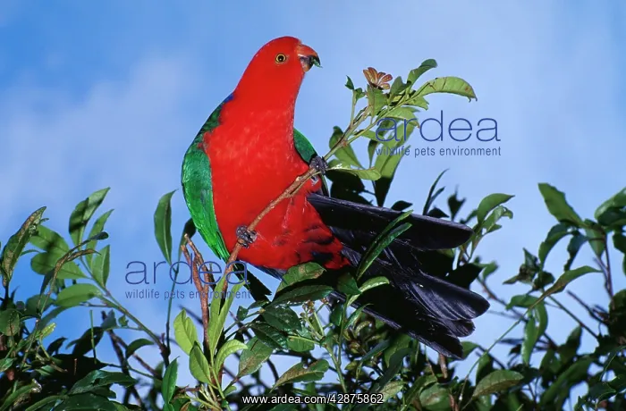 : Australian King-Parrot - male, perching in tree : Australian King-Parrot - male, perching in tree