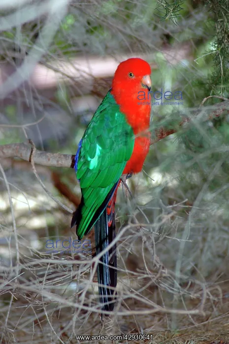 : Australian King-Parrot - male, in tree : Australian King-Parrot - male, in tree