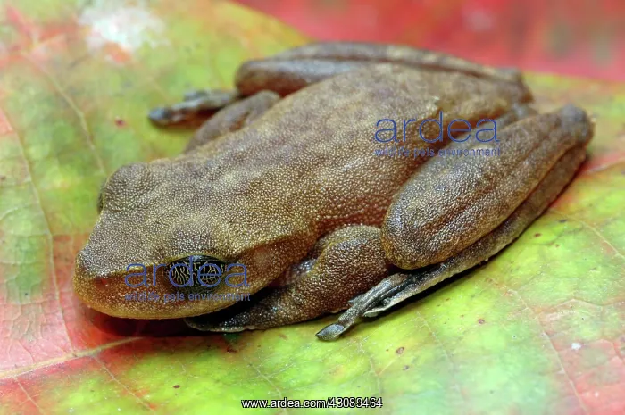 : Australian Lace-lid Frog with eyelid closed : Australian Lace-lid Frog with eyelid closed