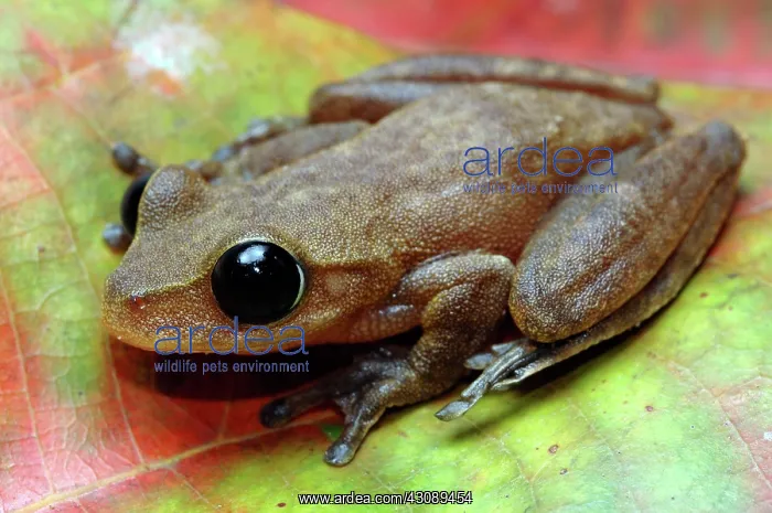 : Australian Lace-lid Frog with eyelid open : Australian Lace-lid Frog with eyelid open
