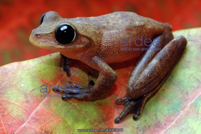 : Australian Lace-lid Frog (Nyctimystes dayi) : Australian Lace-lid Frog (Nyctimystes dayi)