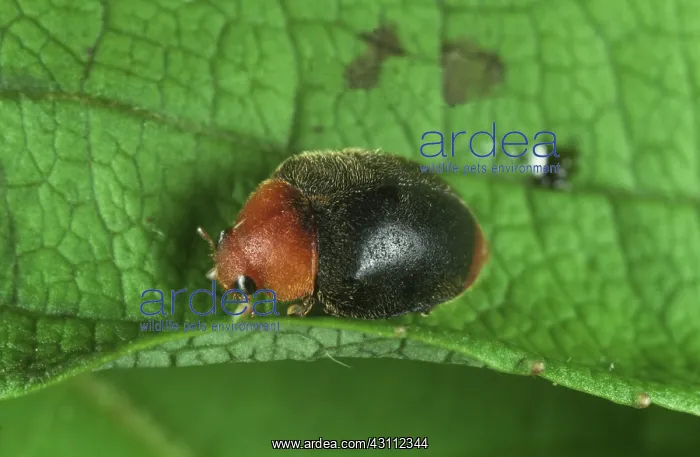 : Australian ladybird : Australian ladybird