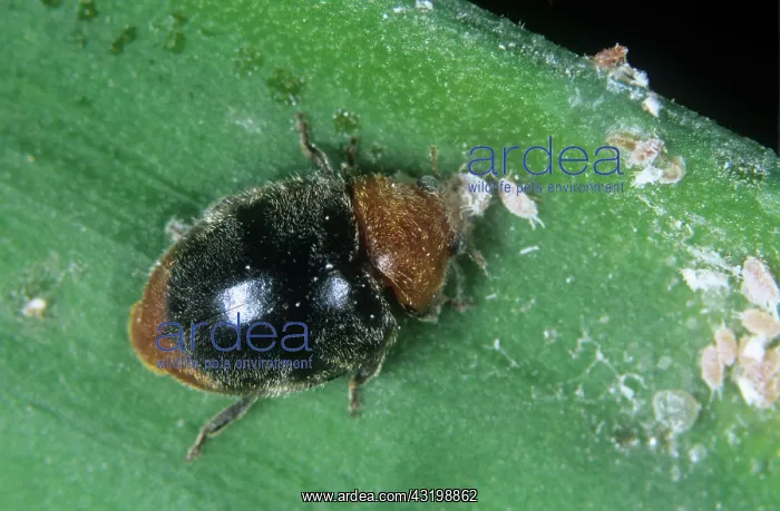: Australian ladybird : Australian ladybird