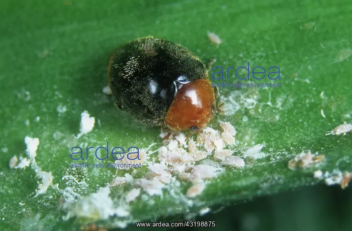 : Australian ladybird : Australian ladybird