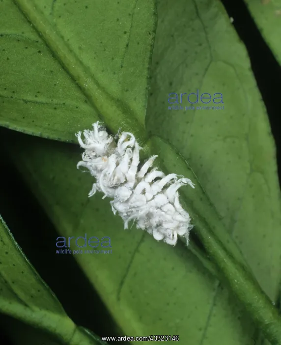 : Australian ladybird larva : Australian ladybird larva