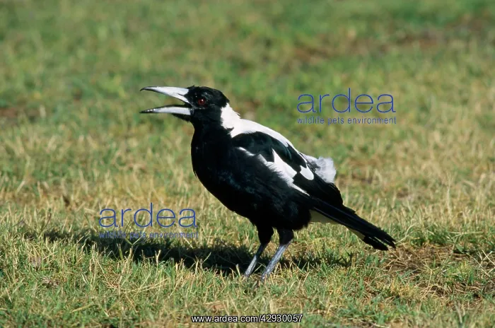 : Australian Magpie : Australian Magpie