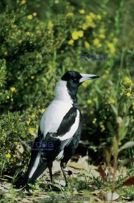 : Australian Magpie : Australian Magpie