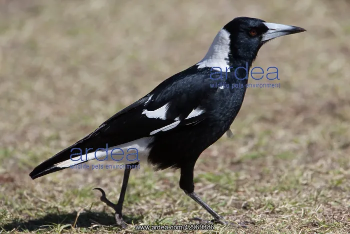: Australian Magpie : Australian Magpie