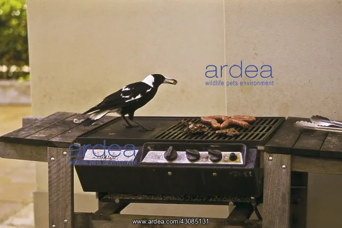 : Australian Magpie : Australian Magpie