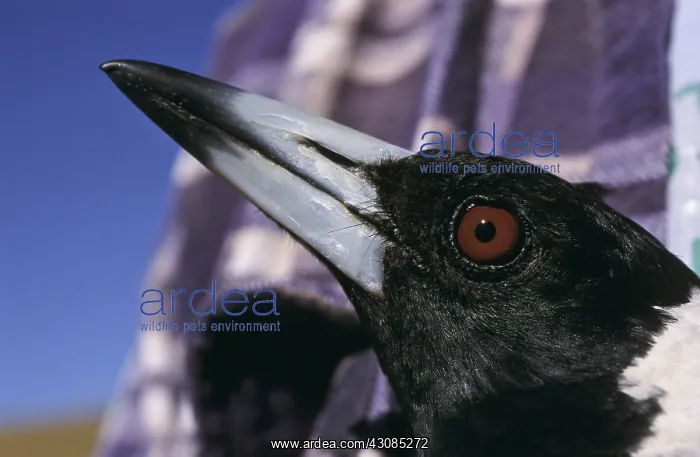 : Australian Magpie : Australian Magpie