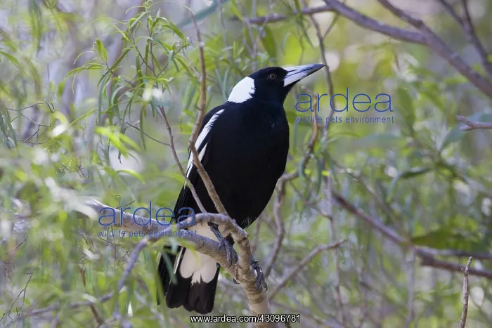 : Australian Magpie : Australian Magpie