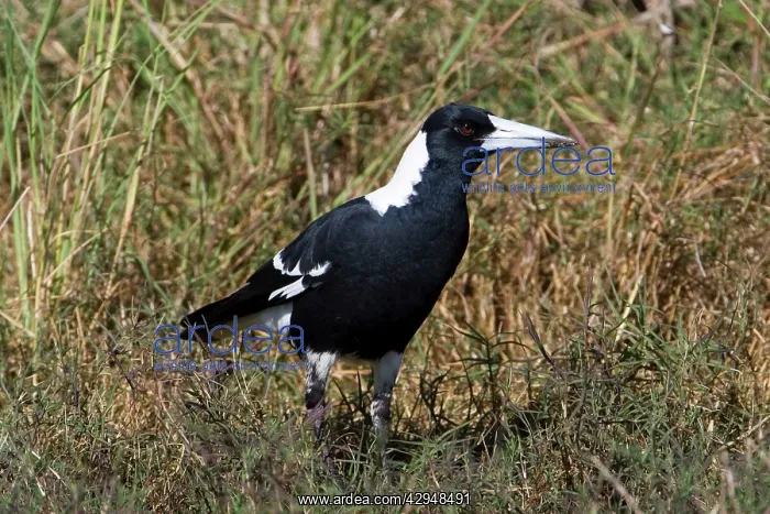 : Australian Magpie - adult Black-backed form : Australian Magpie - adult Black-backed form