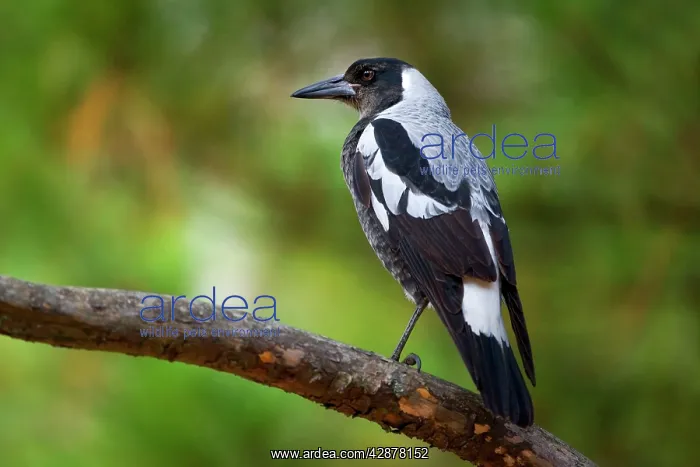 : Australian Magpie - adult male Magpie sitting on : Australian Magpie - adult male Magpie sitting on
