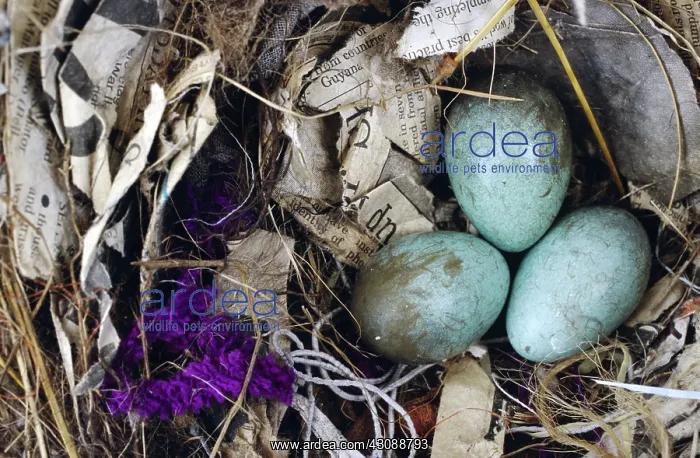 : Australian Magpie Eggs : Australian Magpie Eggs